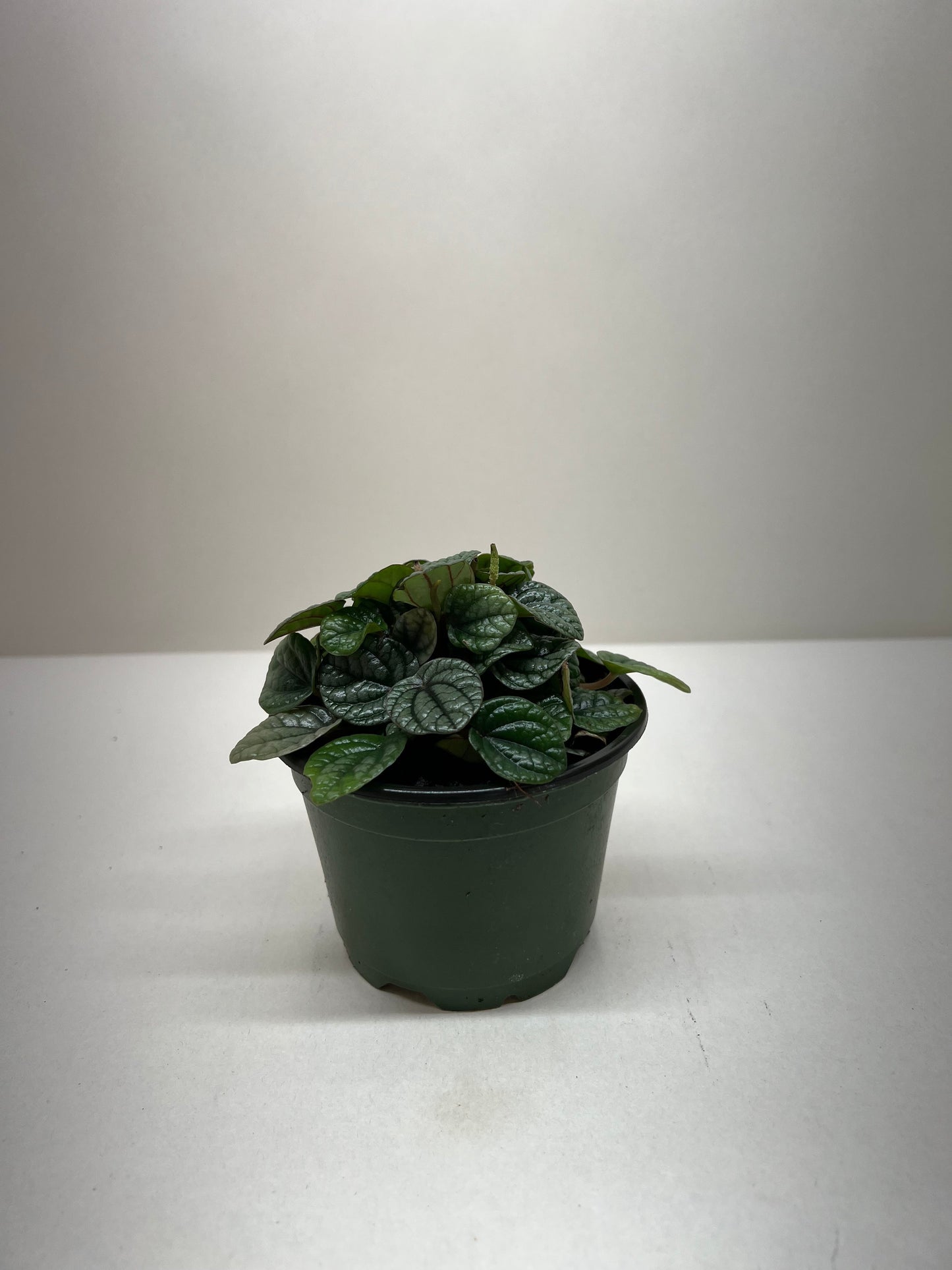 Peperomia Greyhound potted plant
