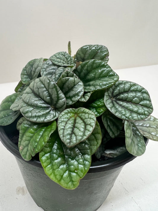 Peperomia Greyhound potted plant