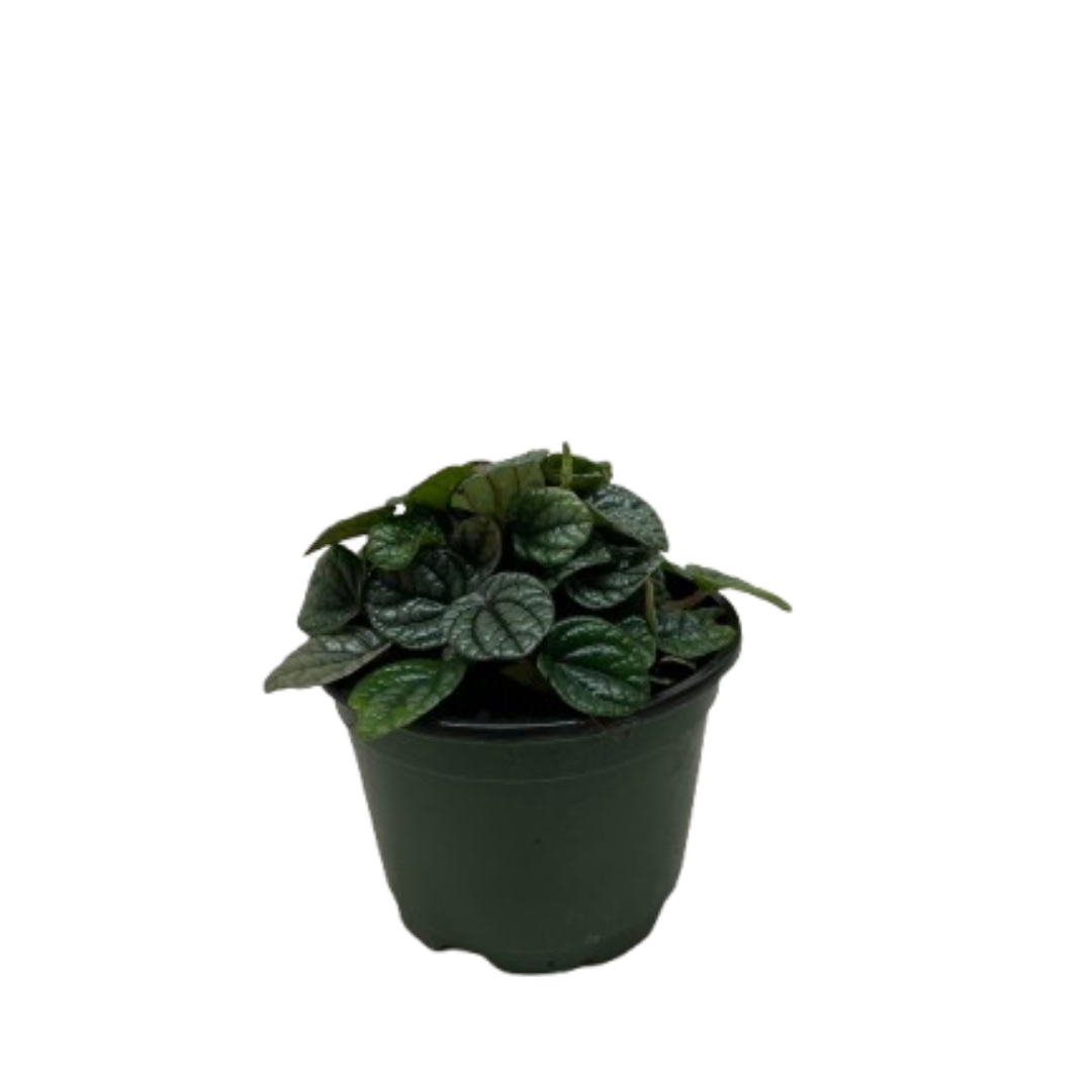 Peperomia Greyhound potted plant
