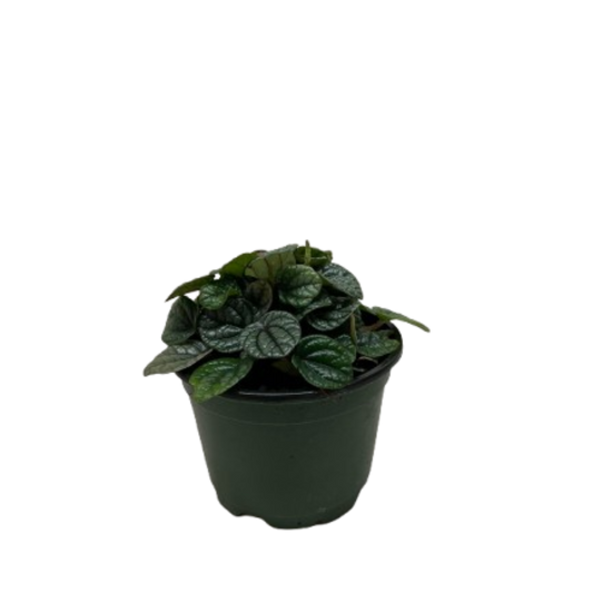 Peperomia Greyhound potted plant