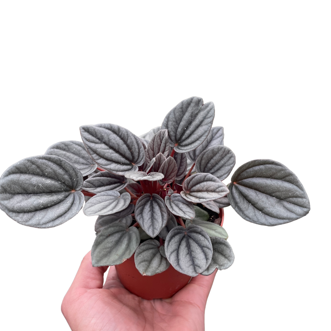 Peperomia 'Mendoza' potted plant