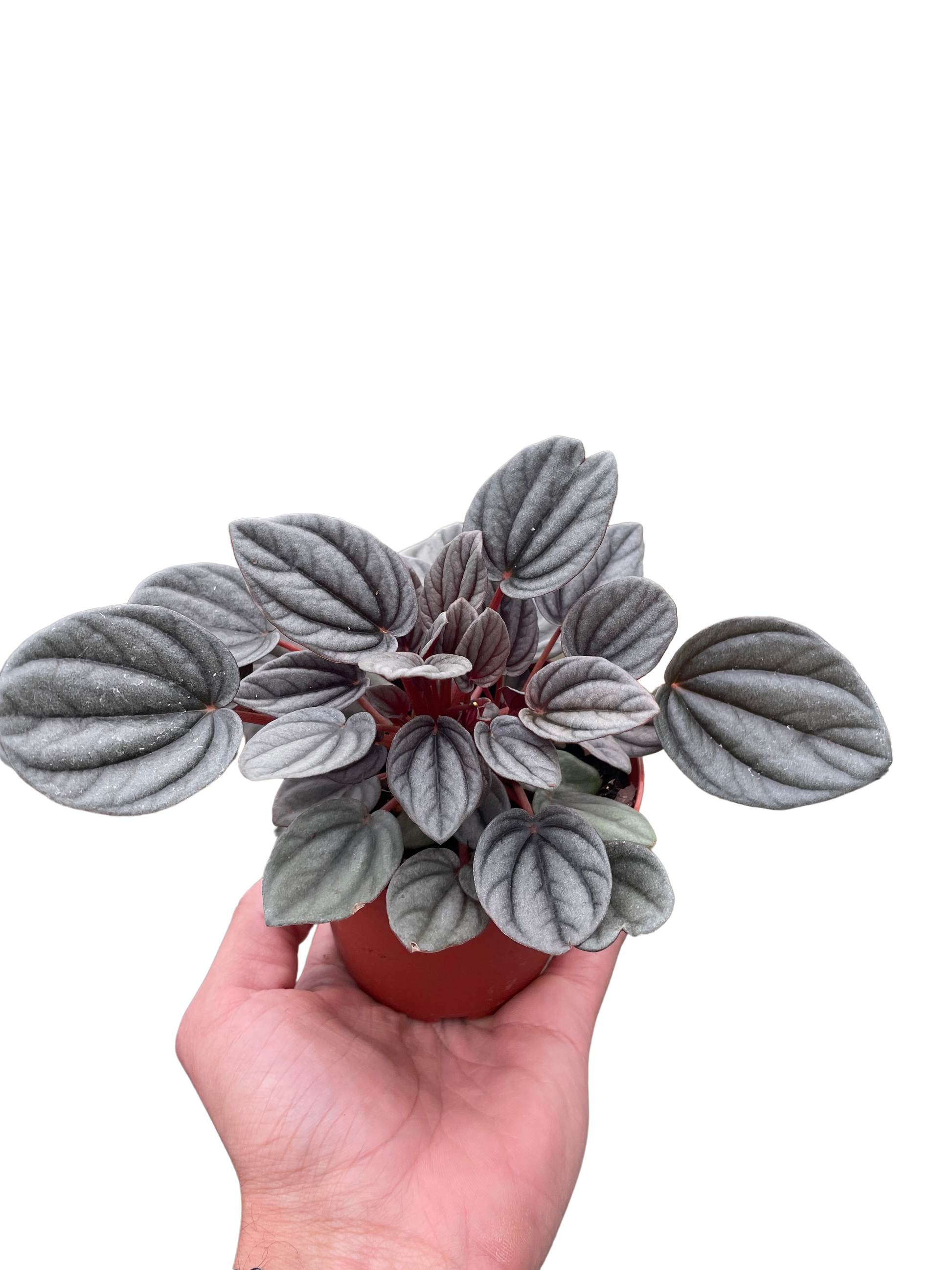 Peperomia 'Mendoza' potted plant
