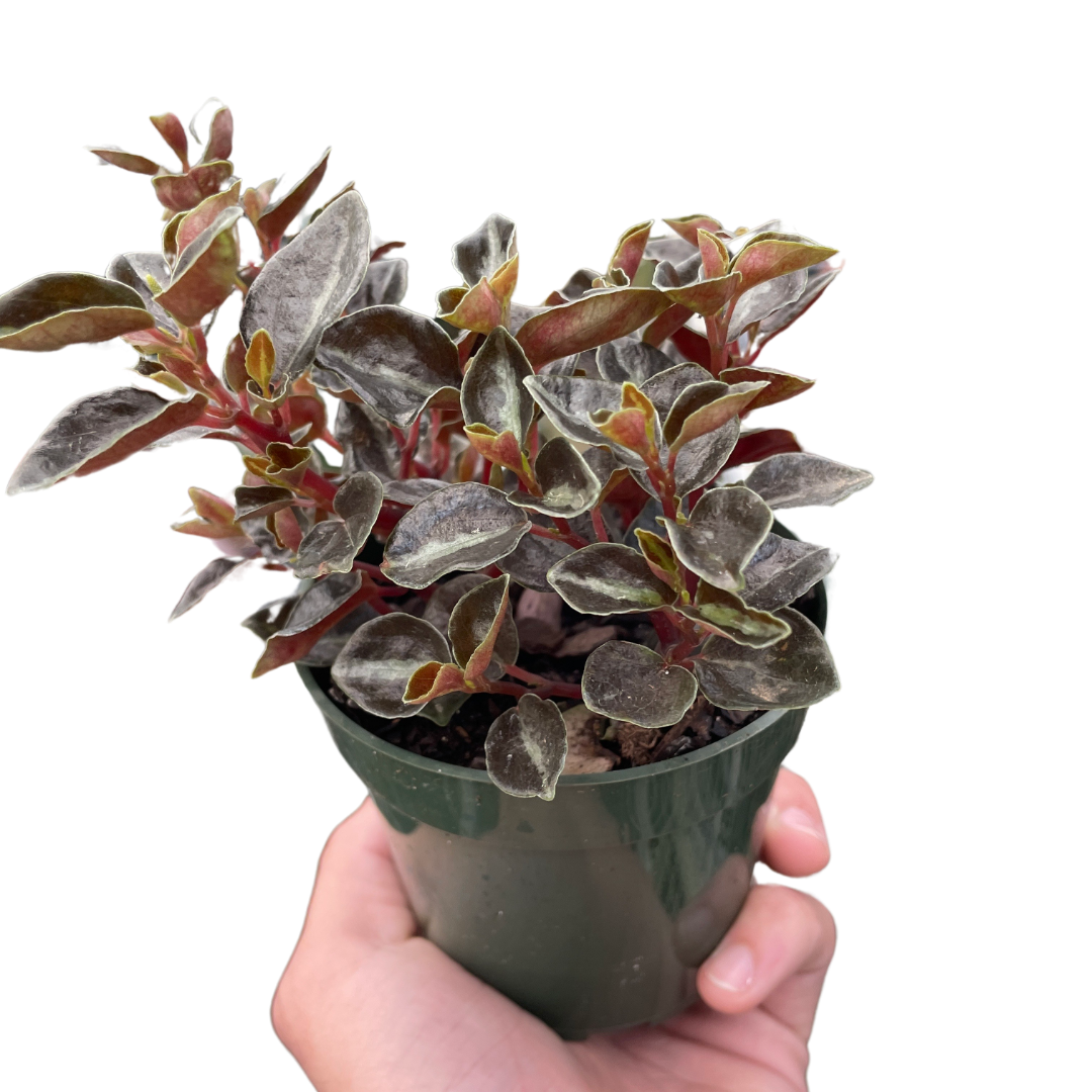 Peperomia 'Metallica' potted plant