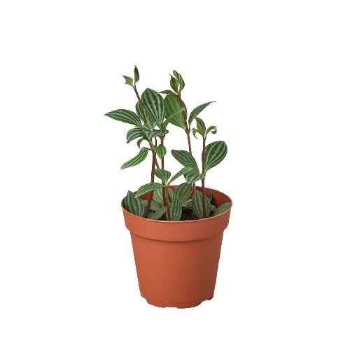 Peperomia 'Parallel' 4" potted plant