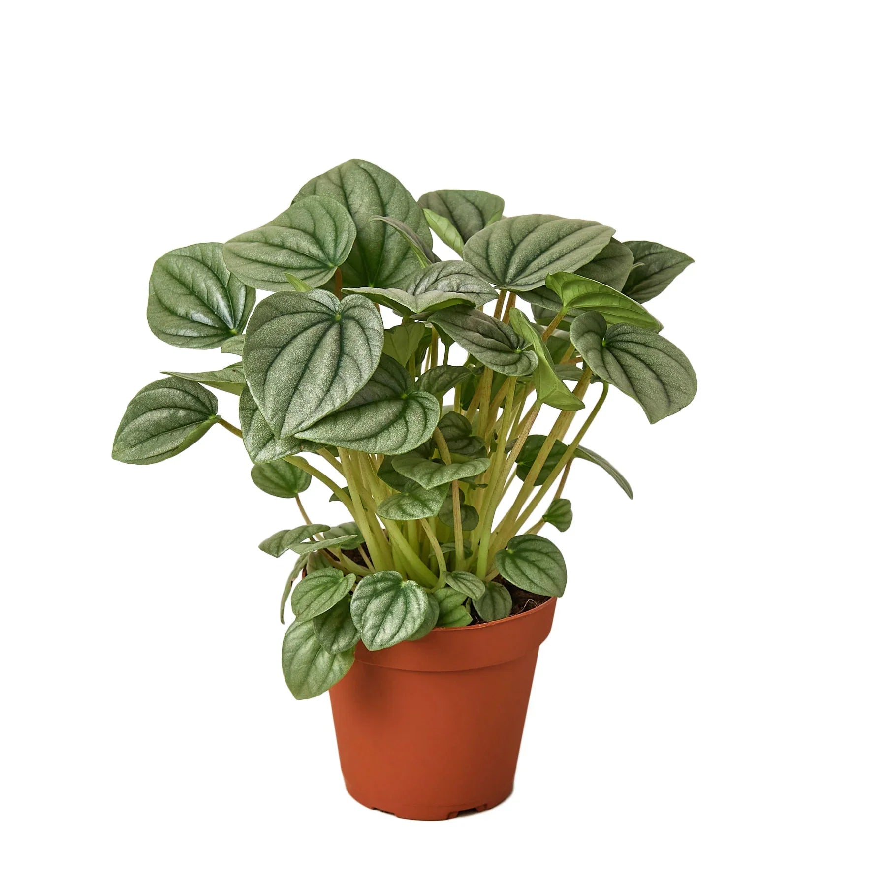 Peperomia 'Frost' potted plant