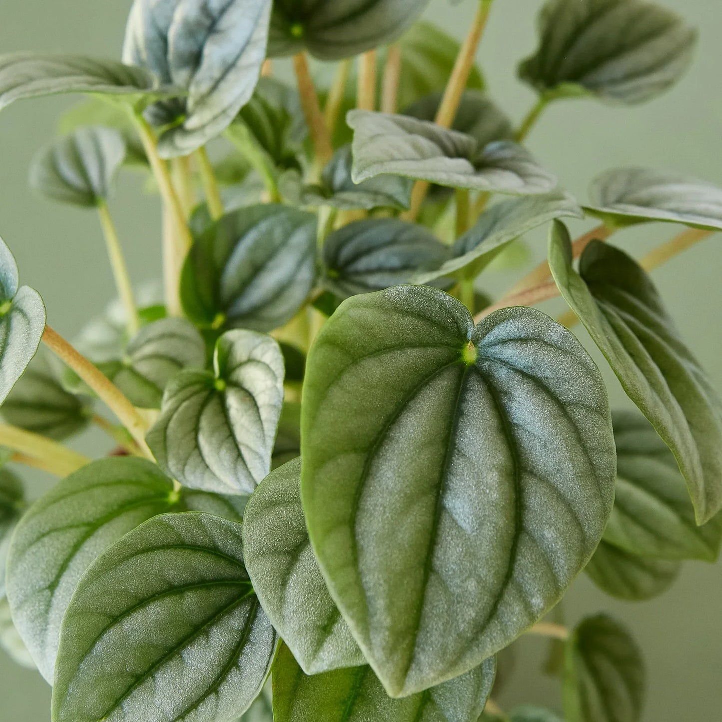 Peperomia 'Frost' potted plant