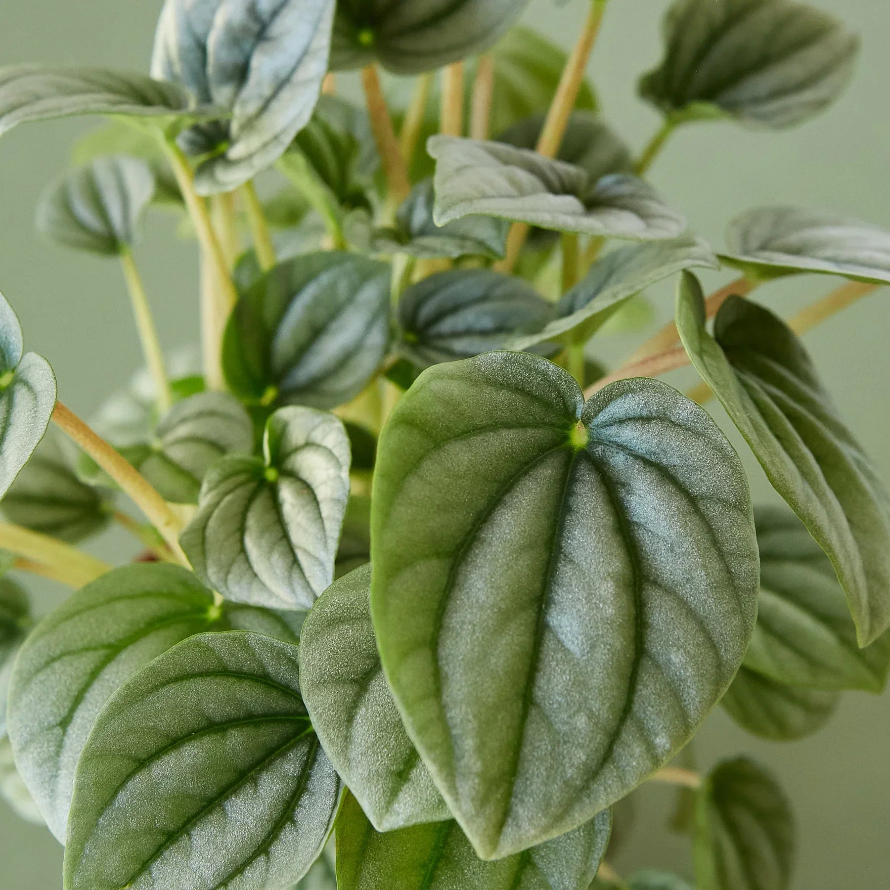 Peperomia 'Frost' potted plant