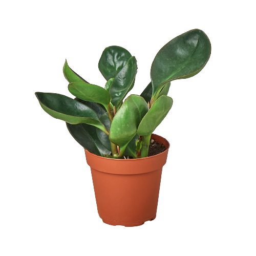 Peperomia Red Edge potted plant