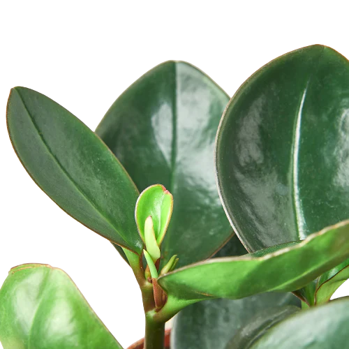 Peperomia Red Edge potted plant