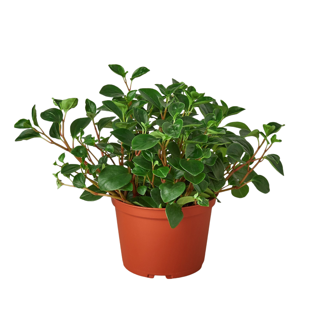 Peperomia 'Glabella' potted plant