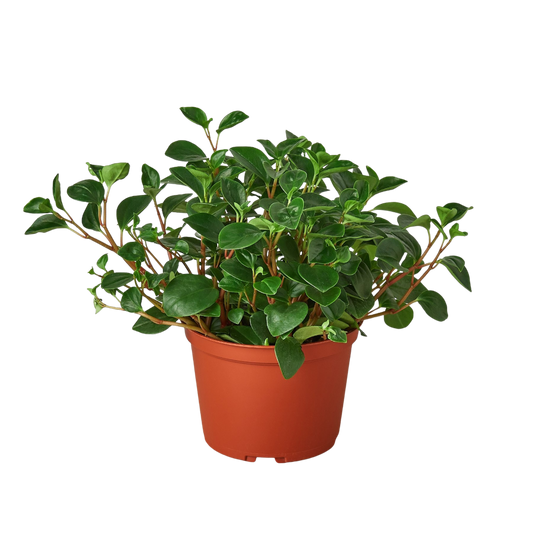 Peperomia 'Glabella' potted plant