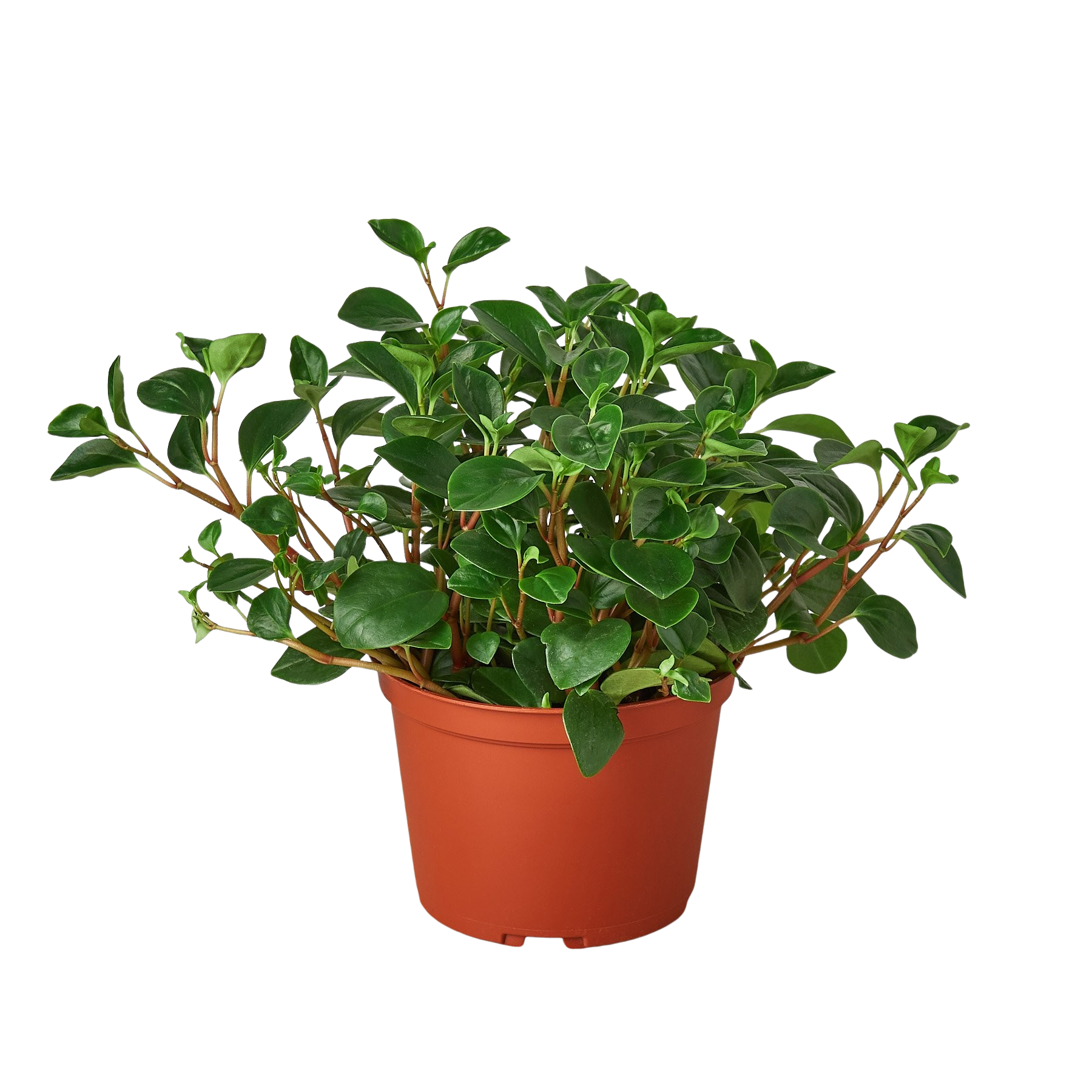 Peperomia 'Glabella' potted plant