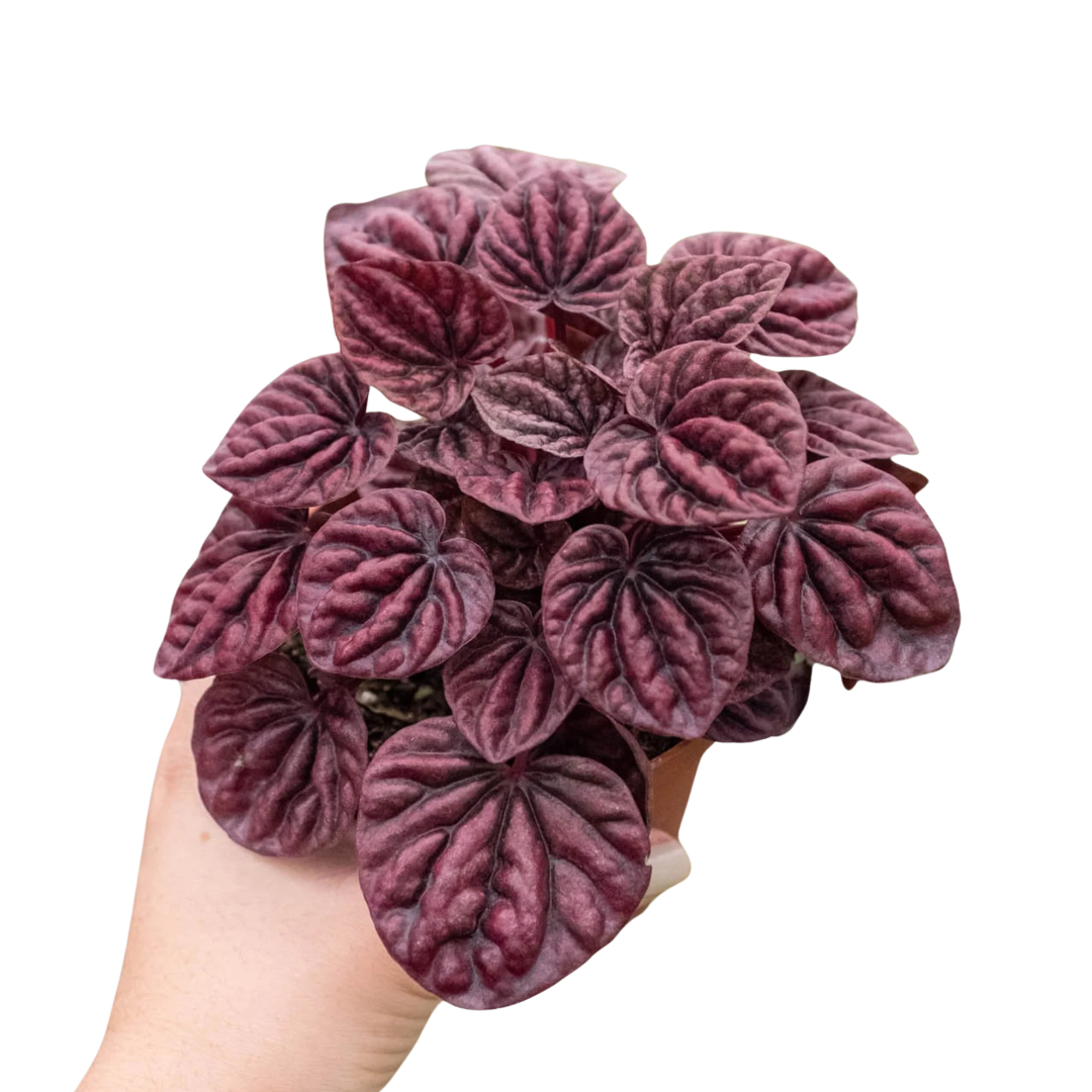 Peperomia 'Ripple Red' 4" potted plant