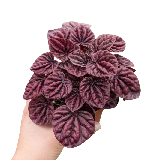 Peperomia 'Ripple Red' 4" potted plant