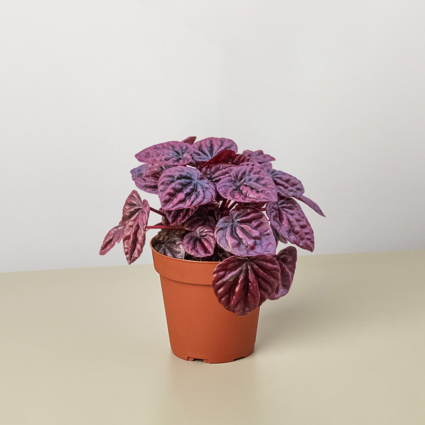 Peperomia 'Ripple Red' 4" potted plant