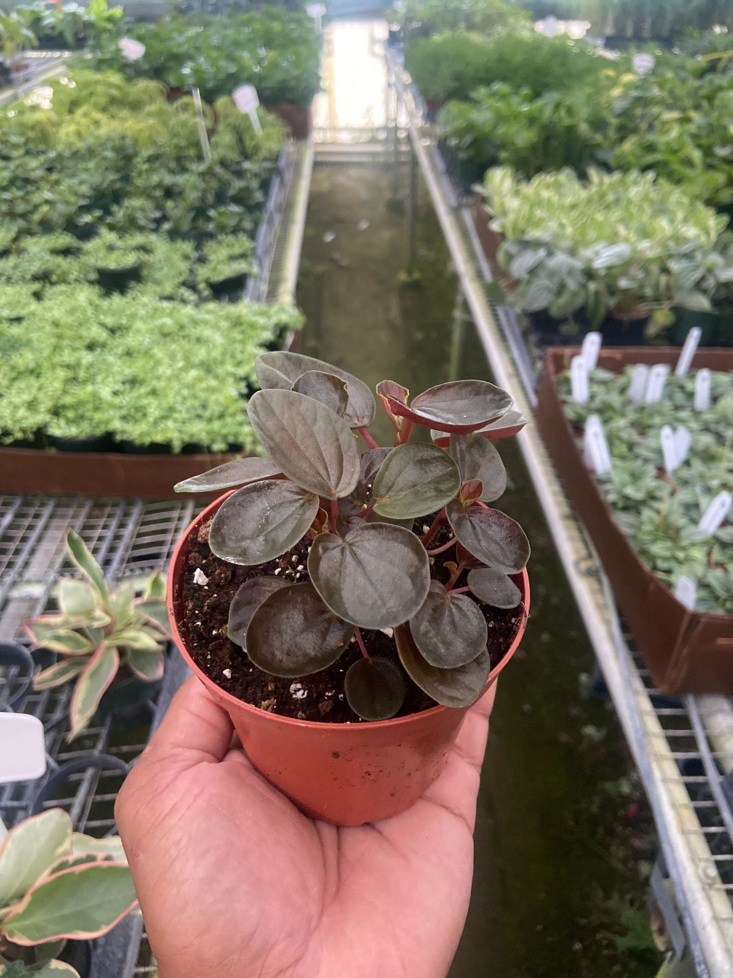 Peperomia 'Rugosa' potted plant
