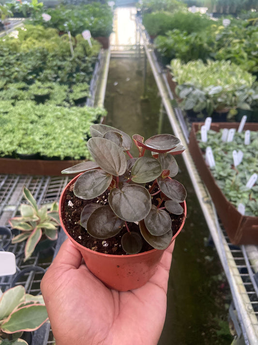 Peperomia 'Rugosa' potted plant