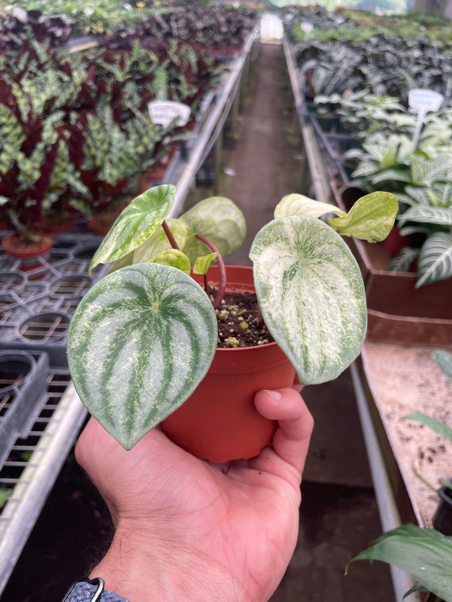 Peperomia 'Watermelon Variegated' potted plant