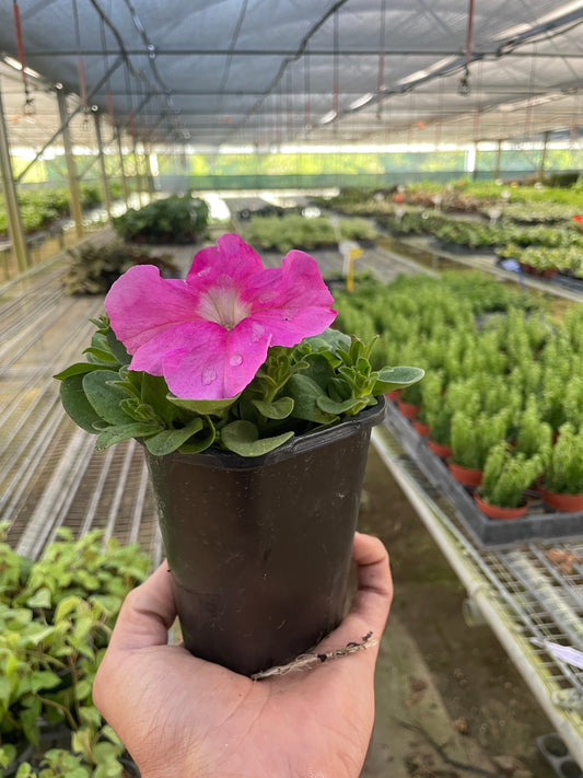 Petunia potted plant