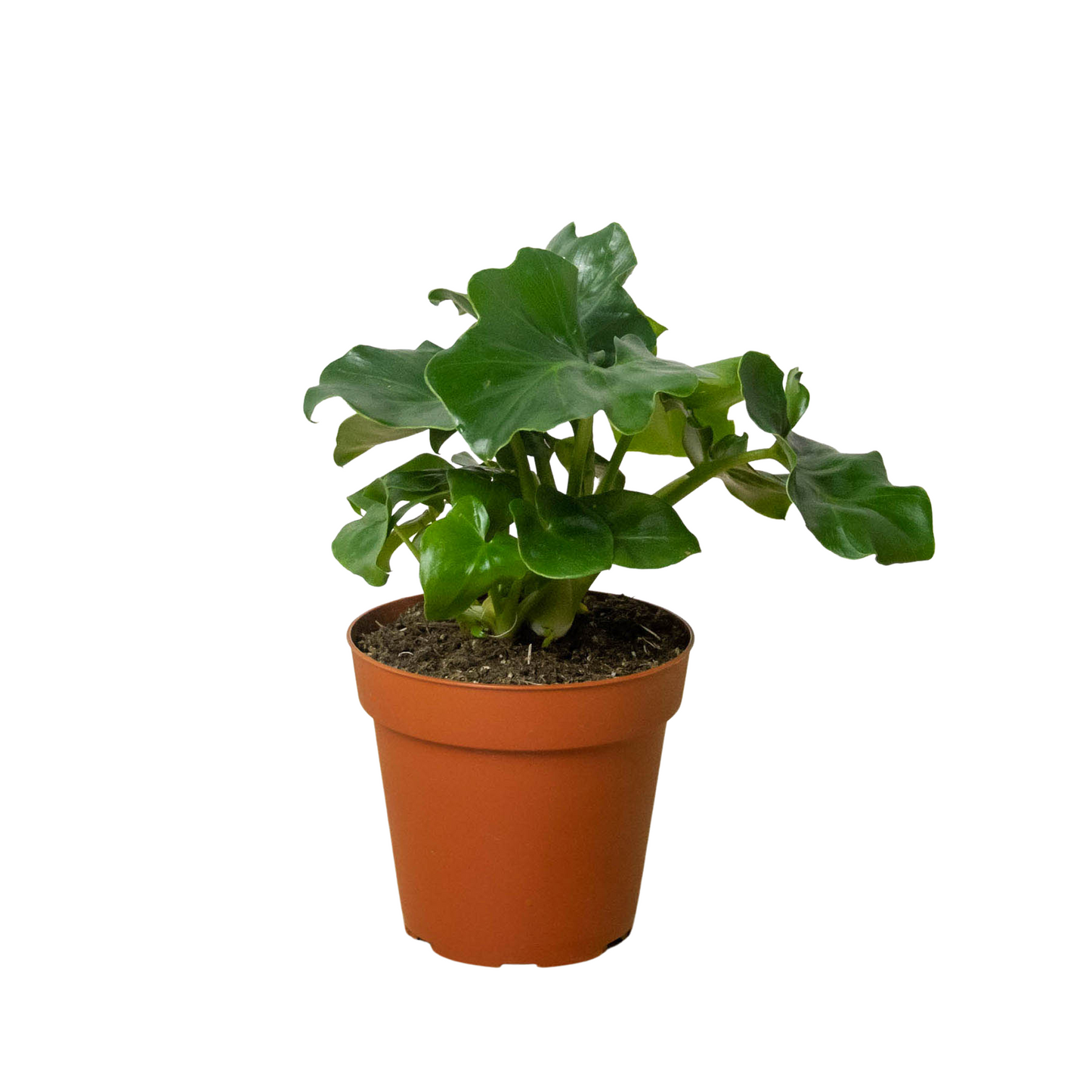 Philodendron 'Atom' potted plant