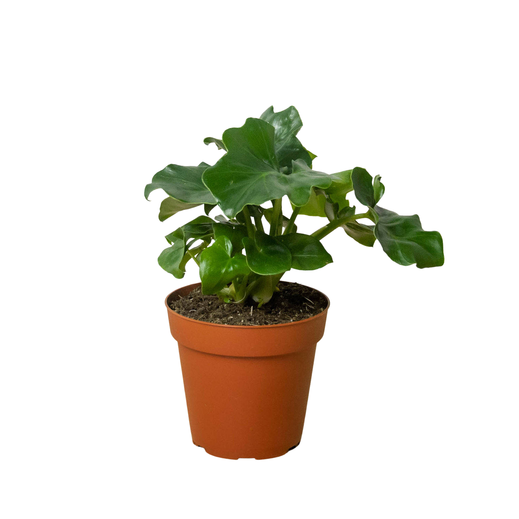 Philodendron 'Atom' potted plant