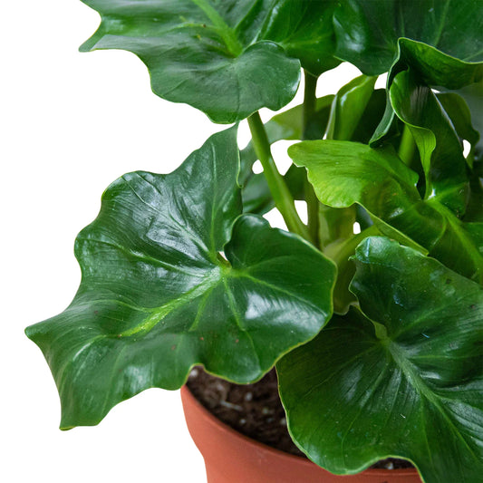 Philodendron 'Atom' potted plant