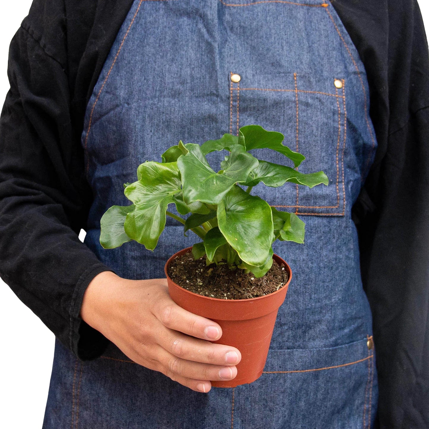 Philodendron 'Atom' potted plant