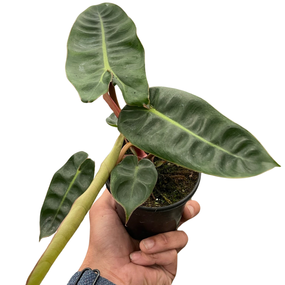Philodendron 'Billietiae' potted plant