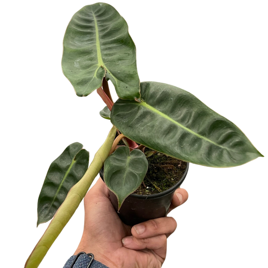 Philodendron 'Billietiae' potted plant