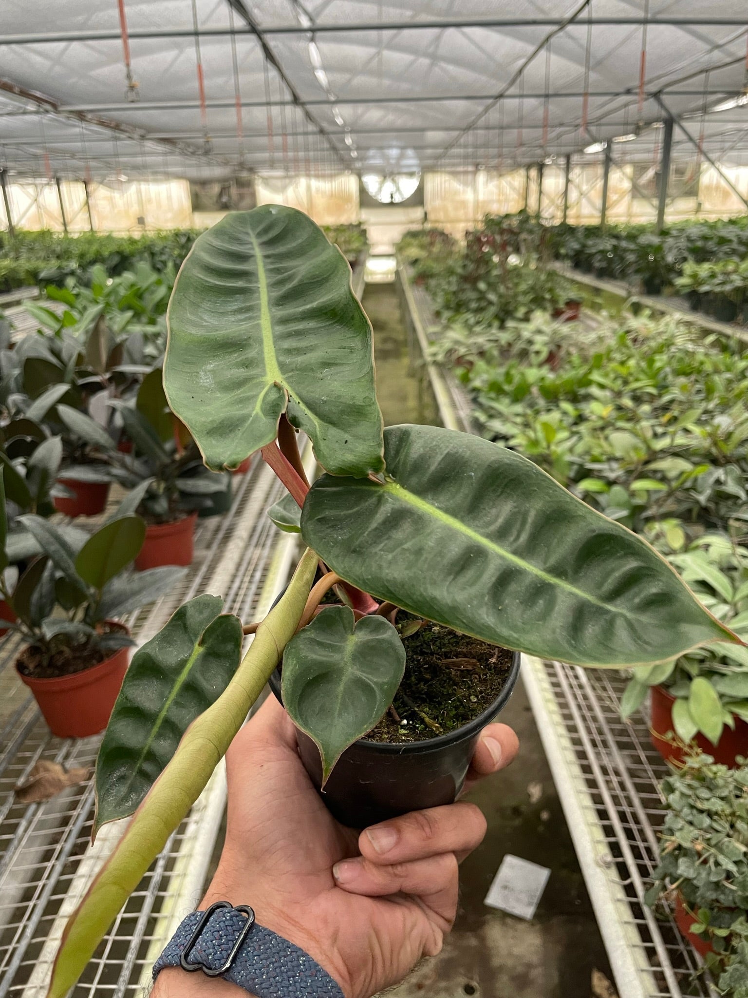 Philodendron 'Billietiae' potted plant