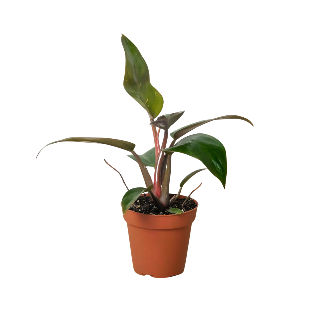 Philodendron 'Birkin Pink' potted plant