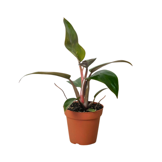 Philodendron 'Birkin Pink' potted plant