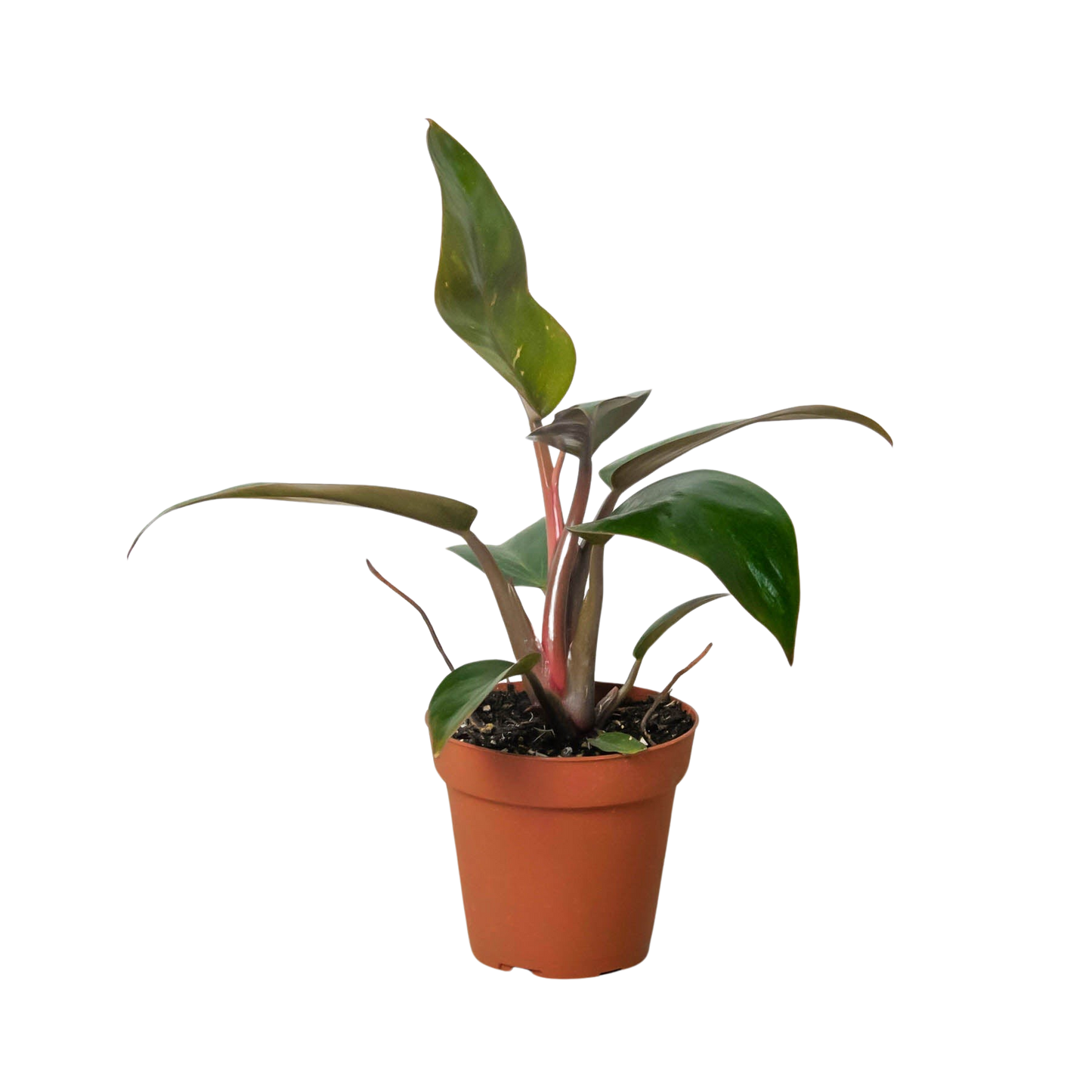 Philodendron 'Birkin Pink' potted plant