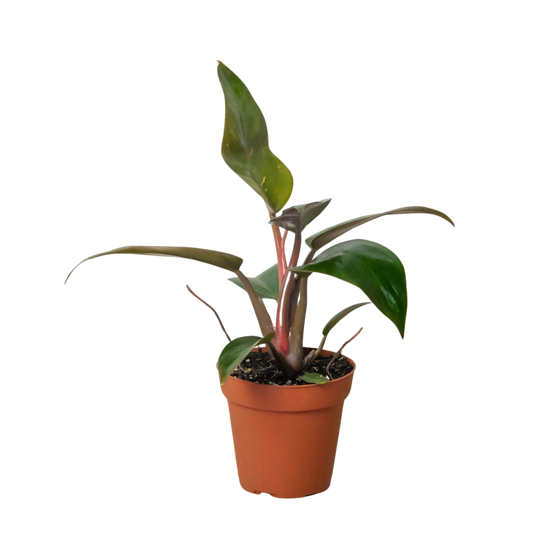 Philodendron 'Birkin Pink' potted plant