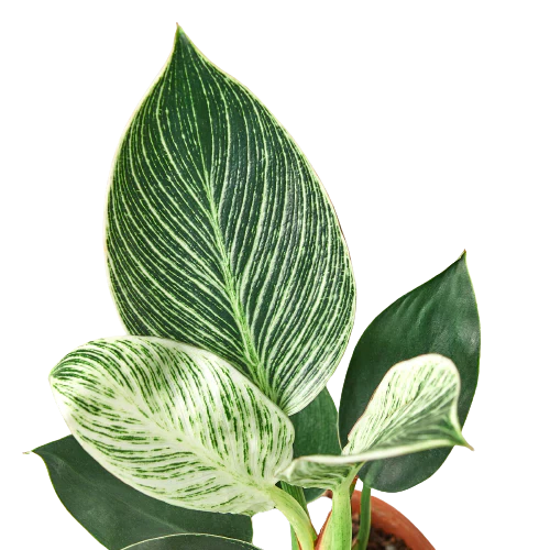 Philodendron 'Birkin' potted plant