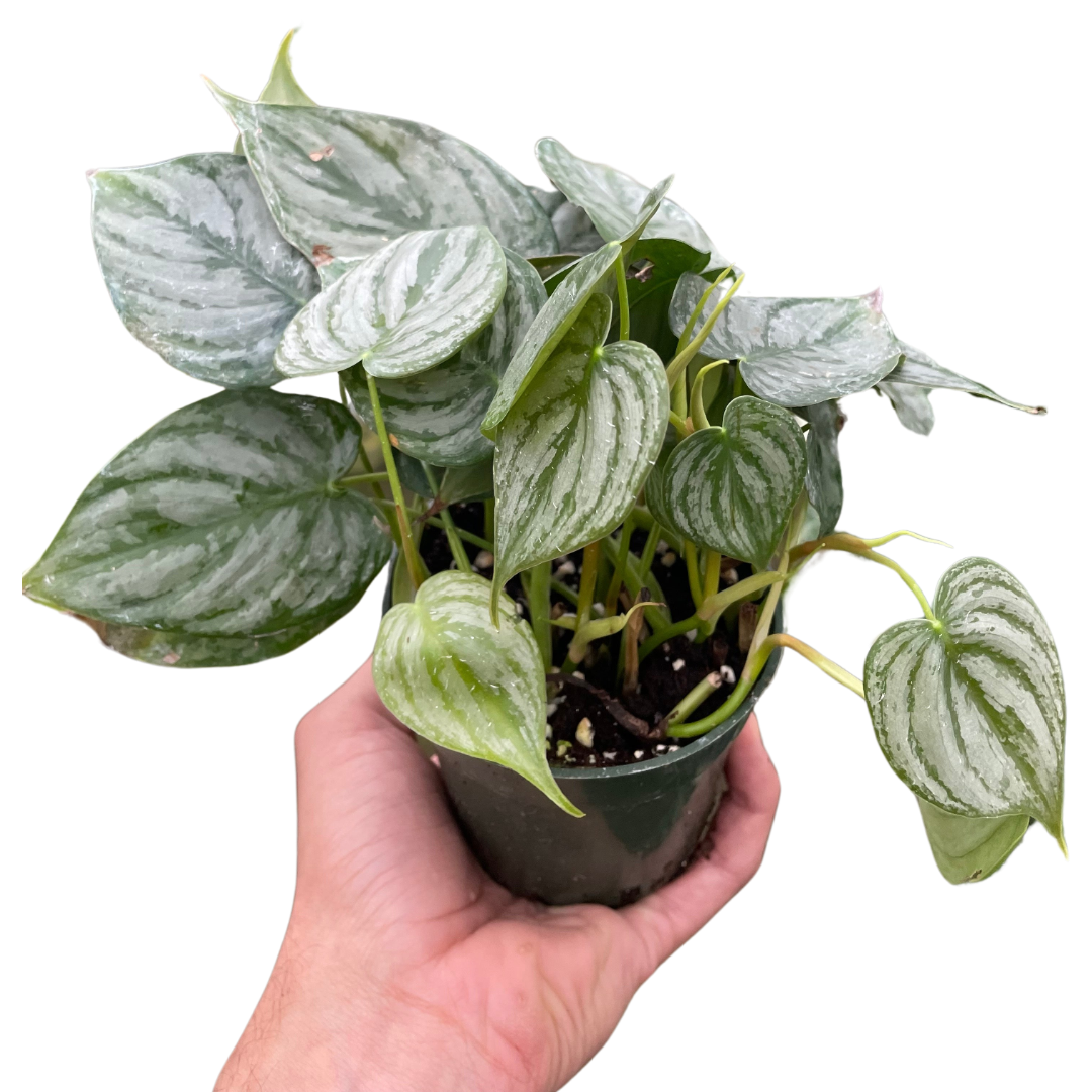Philodendron 'Brandi' potted plant