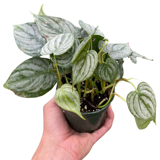 Philodendron 'Brandi' potted plant
