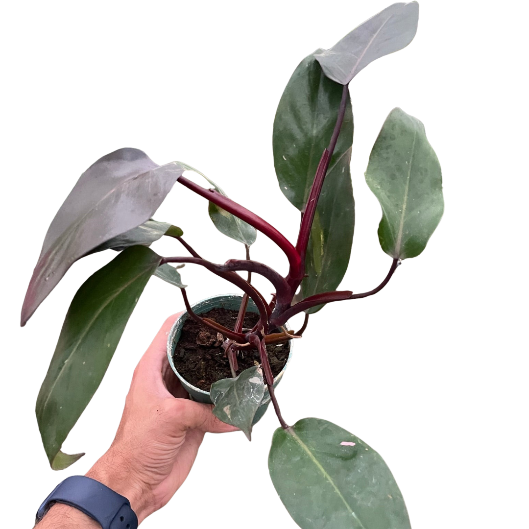 Philodendron 'Burgundy Princess' (Reverted Pink Princess) potted plant