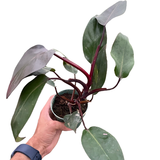 Philodendron 'Burgundy Princess' (Reverted Pink Princess) potted plant