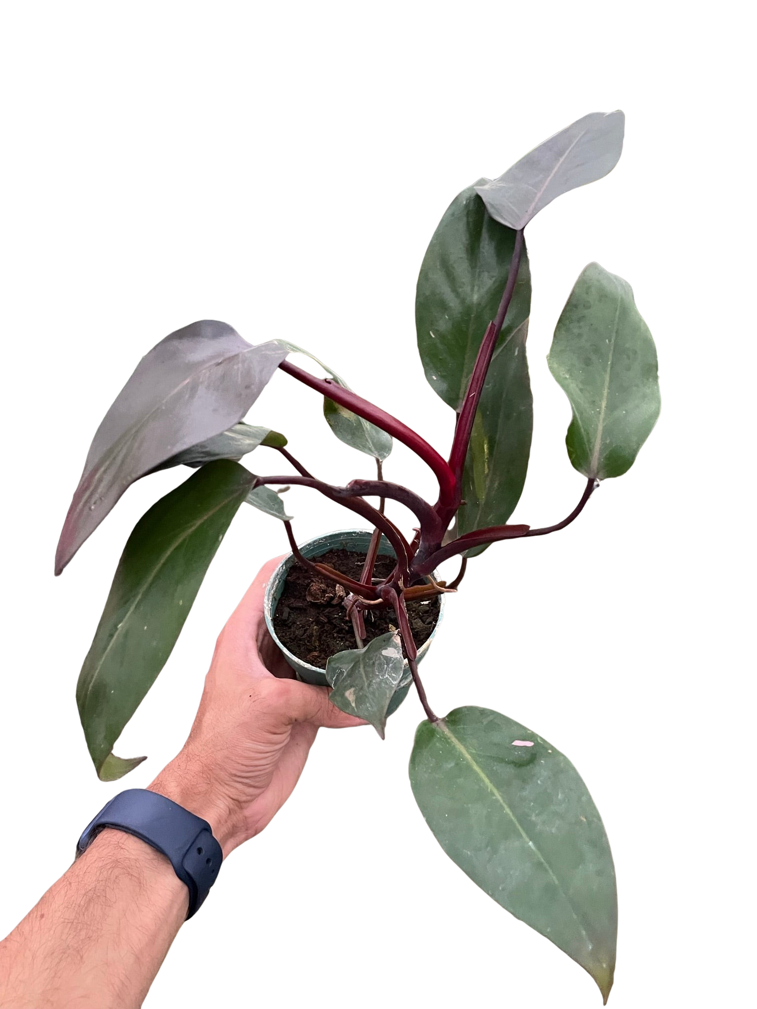 Philodendron 'Burgundy Princess' (Reverted Pink Princess) potted plant