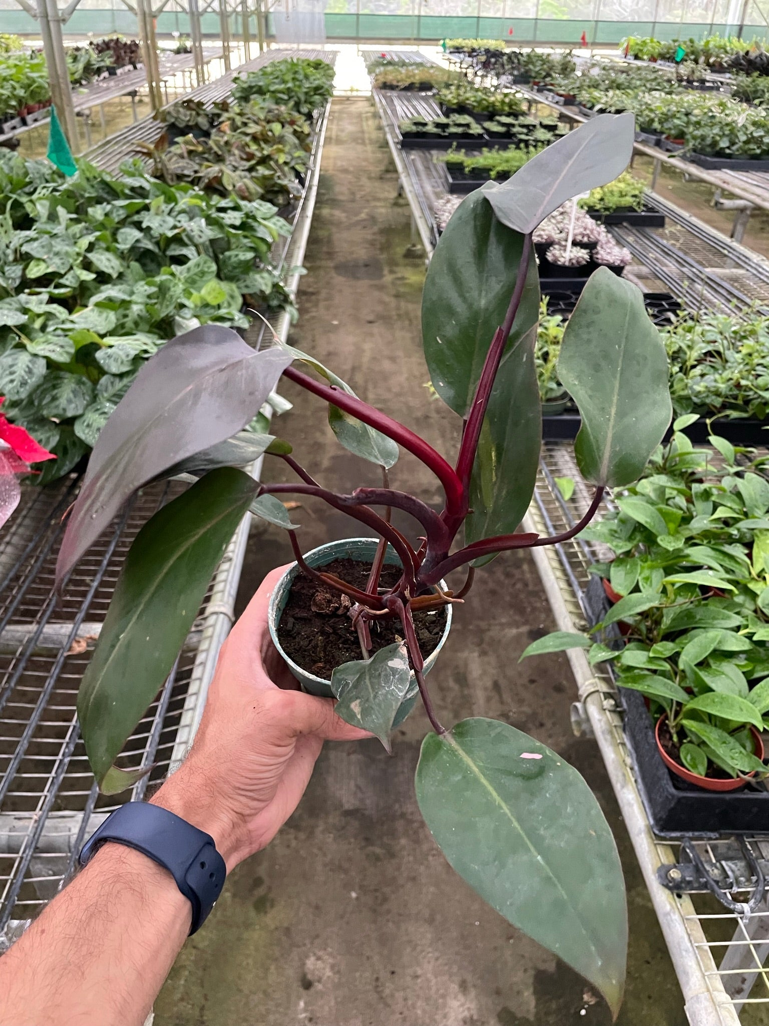 Philodendron 'Burgundy Princess' (Reverted Pink Princess) potted plant