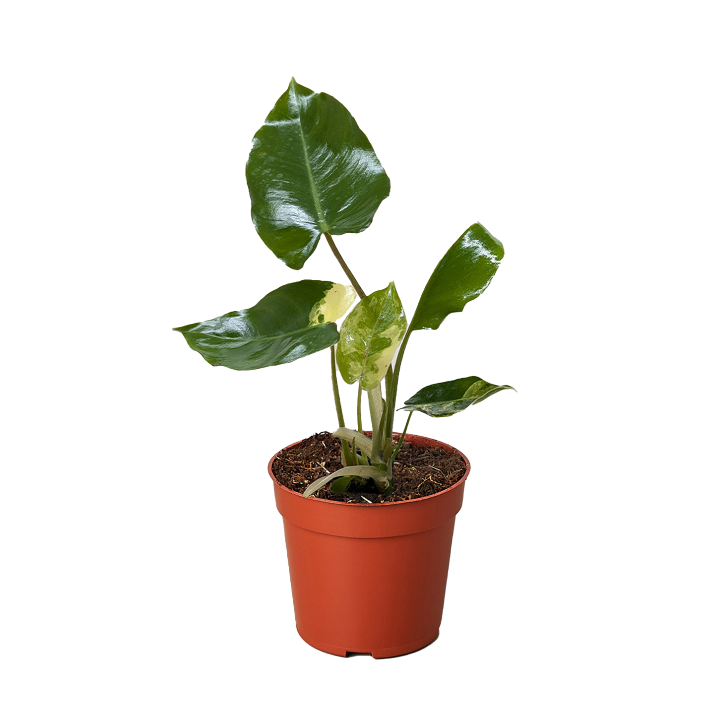Philodendron Burle Marx Albo potted plant