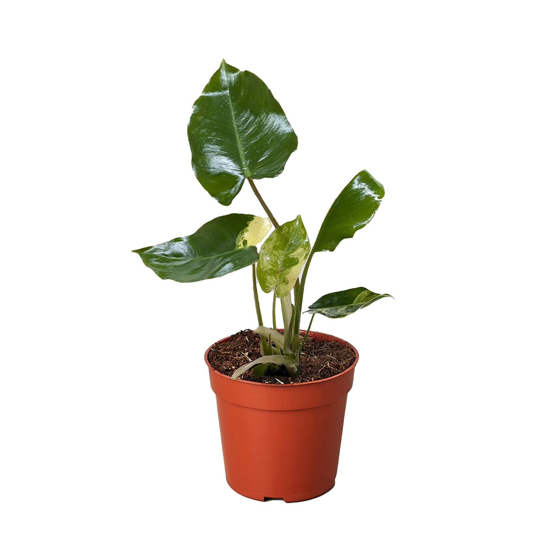 Philodendron Burle Marx Albo potted plant