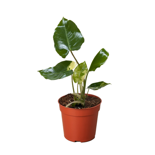 Philodendron Burle Marx Albo potted plant