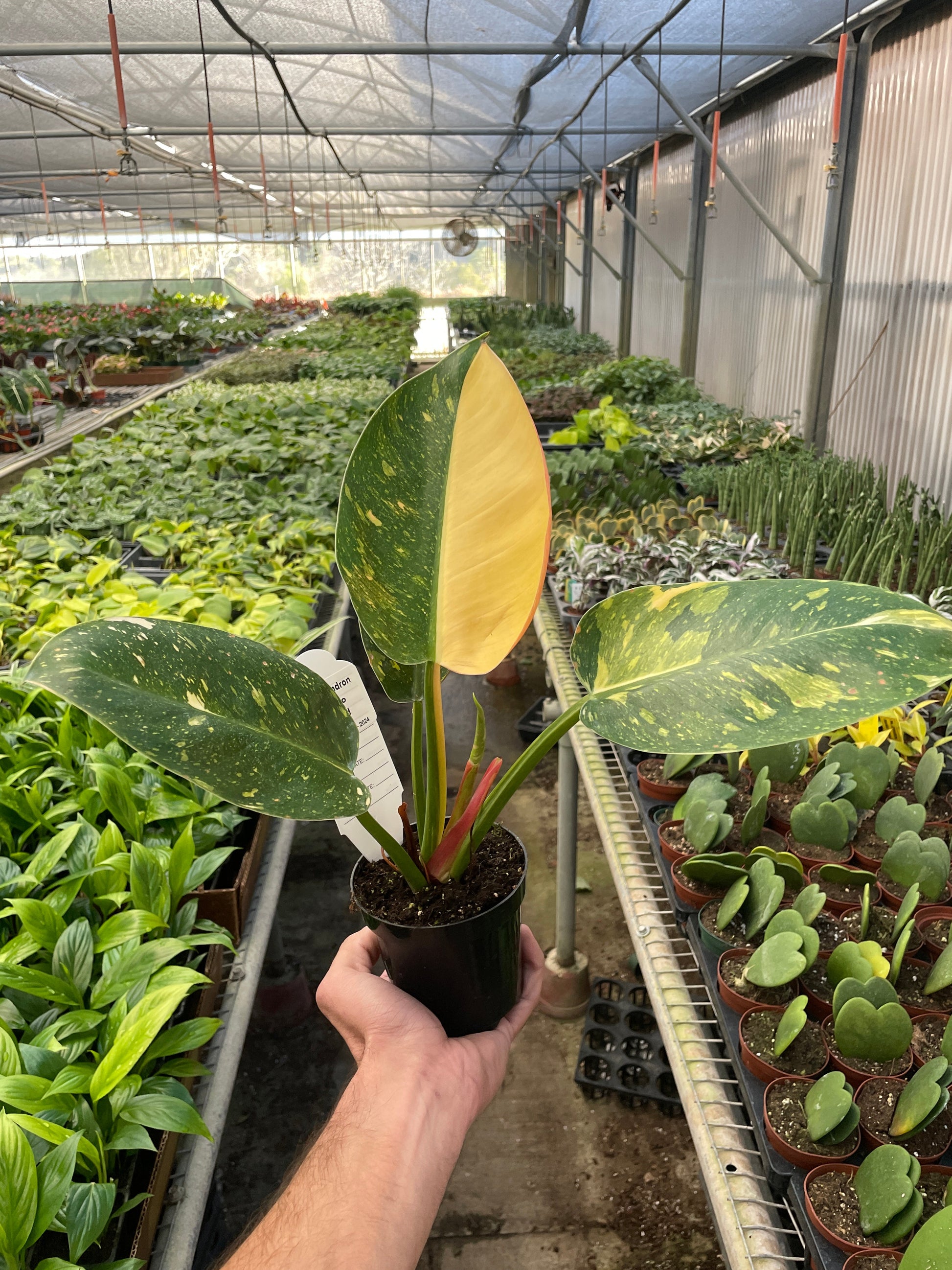 Philodendron 'Congo Green Variegated' 6" potted plant