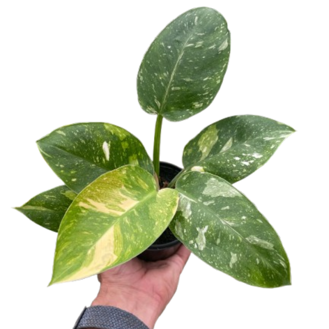 Philodendron 'Congo Nuclear' potted plant