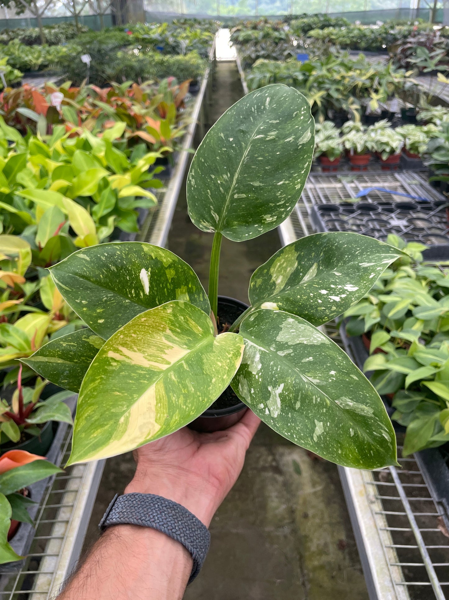 Philodendron 'Congo Nuclear' potted plant
