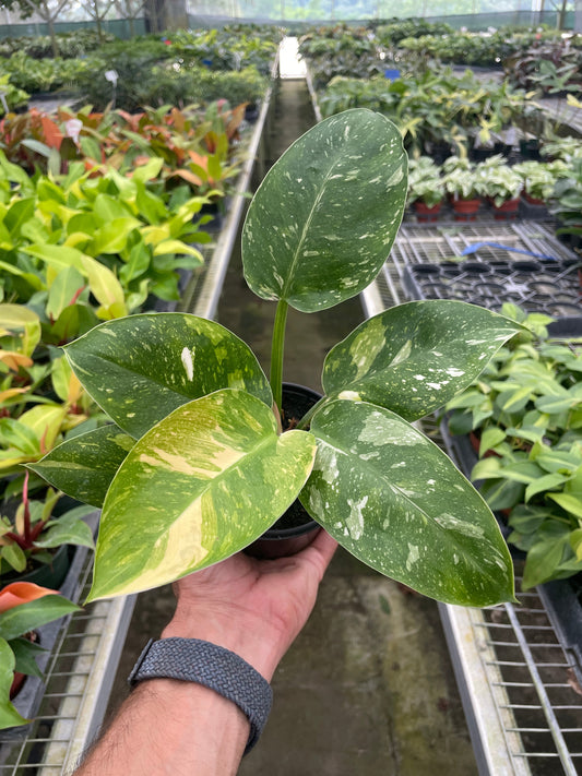 Philodendron 'Congo Nuclear' potted plant