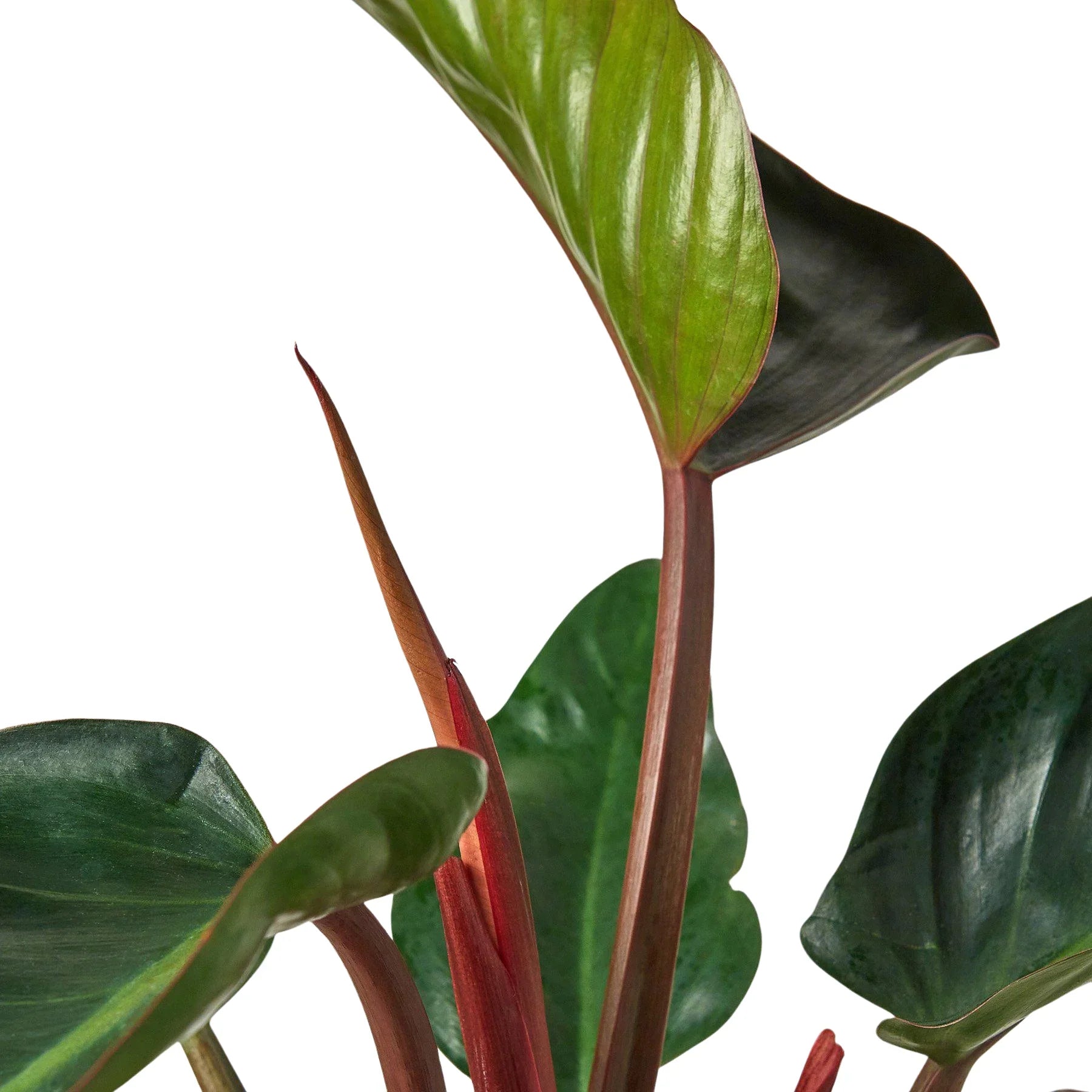 Philodendron 'Congo Rojo' 6" potted plant