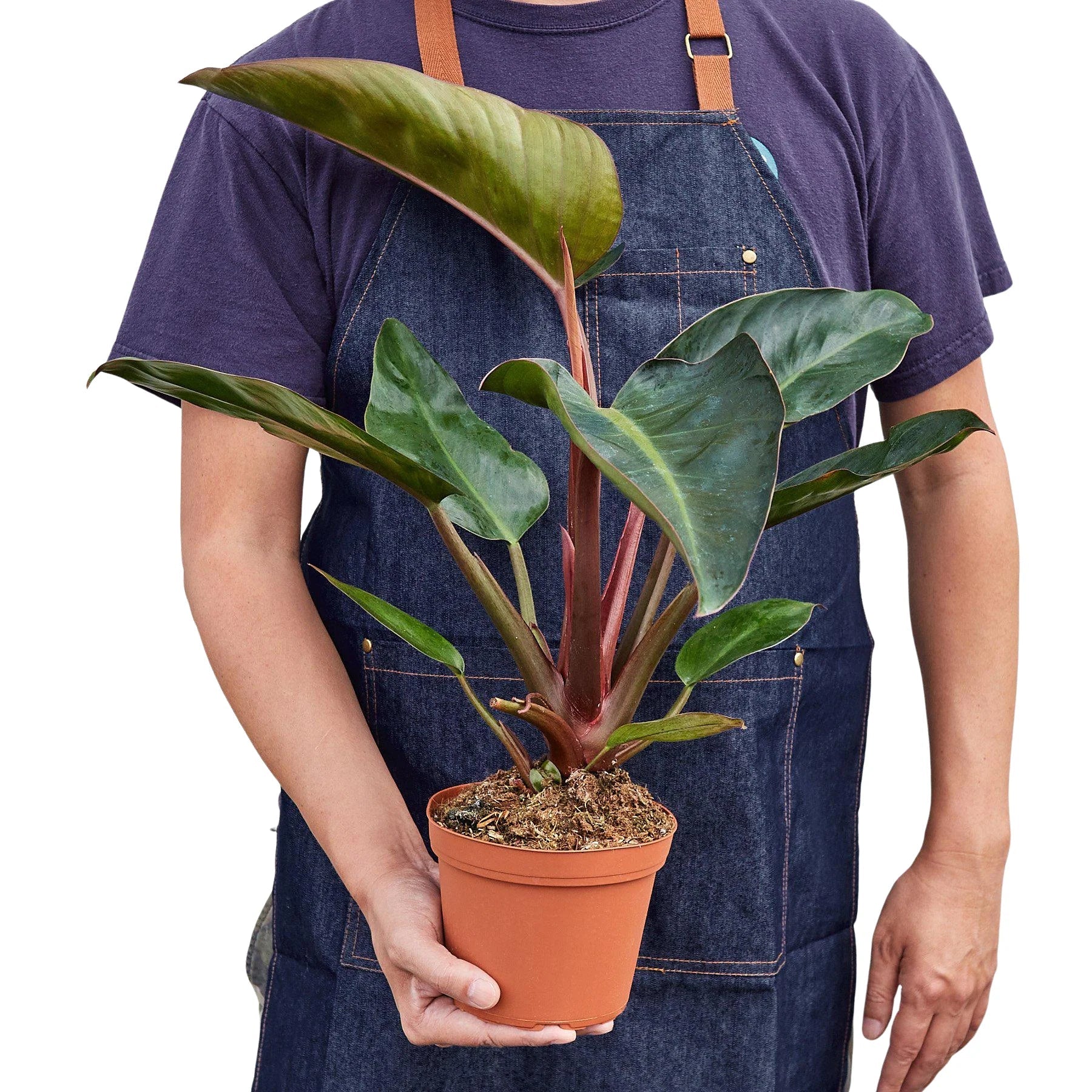 Philodendron 'Congo Rojo' 6" potted plant